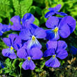 Viola cornuta 'Blaue Schönheit': Bild 2/2