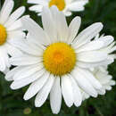 Leucanthemum vulgare 'Maikönigin' - Frühlingsmargerite