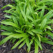 Carex plantaginea: Bild 1/3