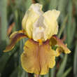 Iris germanica 'Bayberry Candle': Bild 2/2