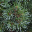 Pinus strobus 'Radiata': Bild 3/3