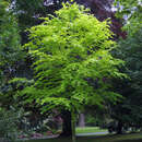 Fagus sylvatica 'Zlatia' - Goldbuche