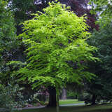 Fagus sylvatica 'Zlatia' - Goldbuche