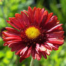 Gaillardia 'Burgunder' - Kokardenblume