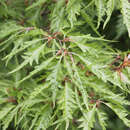 Geschlitztblättrige Buche - Fagus sylvatica 'Asplenifolia'