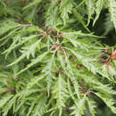 Fagus sylvatica 'Asplenifolia' - Geschlitztblättrige Buche