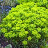 Euphorbia epithymoides (E. polychroma) - Bunte Wolfsmilch