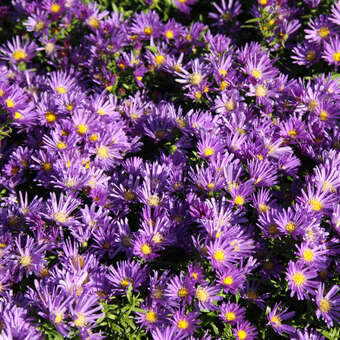 Aster dumosus 'Island Samoa': Bild 4/4