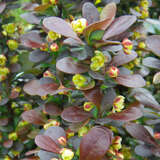 Berberis thunbergii 'Helmond Pillar' - Rote Säulenberberitze