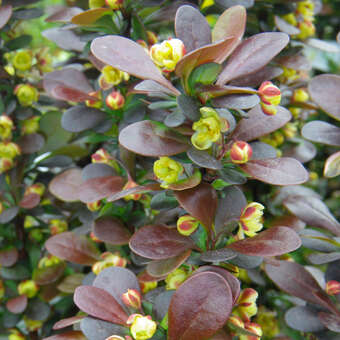 Berberis thunbergii 'Helmond Pillar'