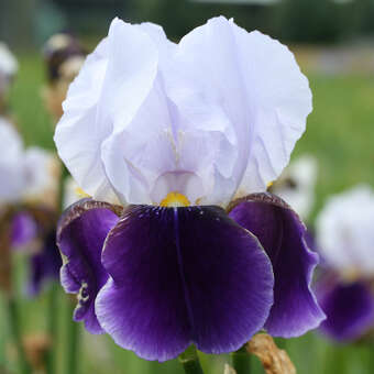 Iris germanica 'Braithwait'