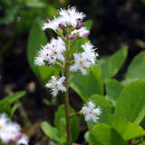 Menyanthes trifoliata - Bitterklee