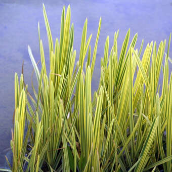 Glyceria maxima 'Variegata'
