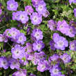 Geranium 'Rozanne': Bild 2/11