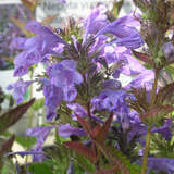 Nepeta yunnanensis 'Blue Dragon' - Katzenminze