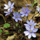 Hepatica nobilis - Leberblümchen