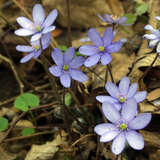 Hepatica nobilis - Leberblümchen