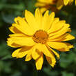 Heliopsis helianthoides 'Venus': Bild 3/7