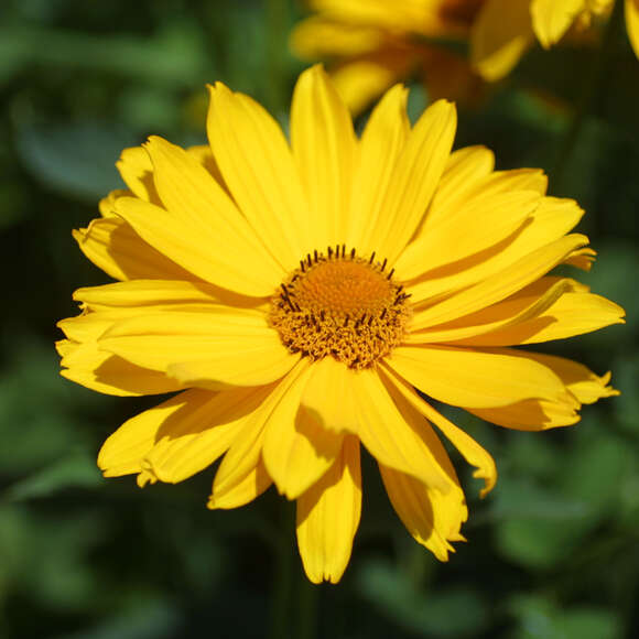 Heliopsis helianthoides 'Venus': Bild 3/7 Heliopsis helianthoides 'Venus': Bild 3/7