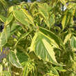 Acer negundo 'Aureomarginatum': Bild 1/2