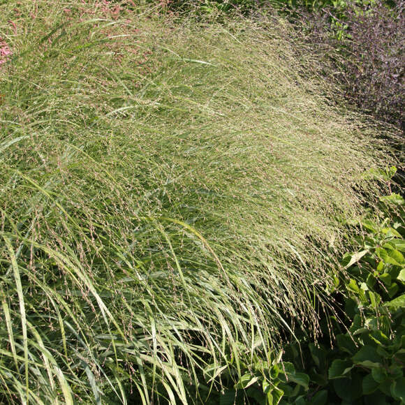 Panicum virgatum 'Rehbraun': Bild 2/5 Panicum virgatum 'Rehbraun': Bild 2/5