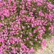 Phlox subulata 'Scarlet Flame': Bild 3/3