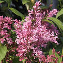 Syringa prestoniae 'James MacFarlane' - Juniflieder