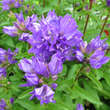 Campanula glomerata 'Freya': Bild 2/3