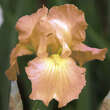 Iris pumila 'Desert Orange': Bild 1/1