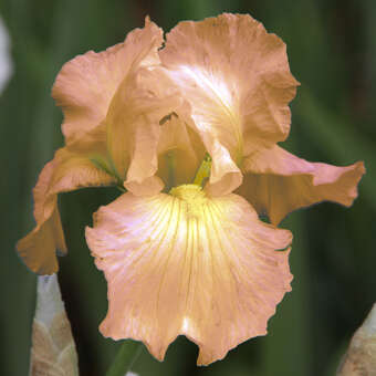 Iris pumila 'Desert Orange'