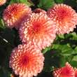 Chrysanthemum kor. 'Denisa Ruzova': Bild 3/3