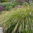 Stipa calamagrostis: Bild 8/10