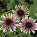 Echinacea purpurea 'Green Twister' - Sonnenhut