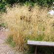 Deschampsia caespitosa 'Goldschleier': Bild 5/6