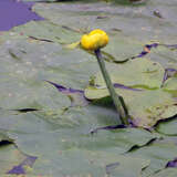 Nuphar lutea - Gelbe Teichrose