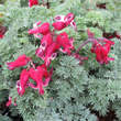 Dicentra 'Burning Hearts': Bild 1/3