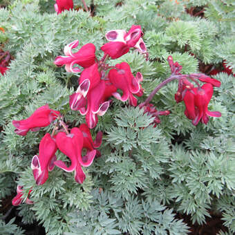 Dicentra 'Burning Hearts'