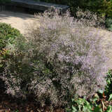 Limonium latifolium - Meerlavendel, Strandflieder