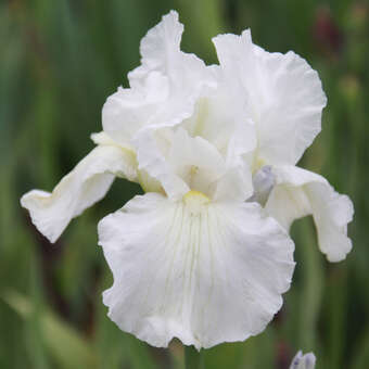 Iris germanica 'Immortality'