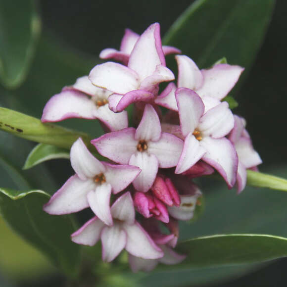 Daphne odora 'Aureomarginata': Bild 1/3 Daphne odora 'Aureomarginata': Bild 1/3