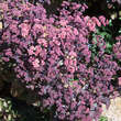 Sedum 'Xenox': Bild 2/4