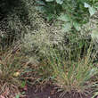 Deschampsia caespitosa 'Palava': Bild 2/3