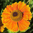 Helenium 'Waltraut': Bild 6/8