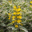 Lysimachia punctata 'Alexander': Bild 2/7