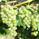Weinrebe - Vitis vinifera 'Bianca'