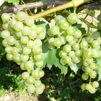 Vitis vinifera 'Bianca'