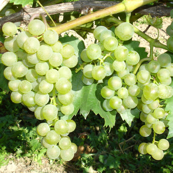 Vitis vinifera 'Bianca': Bild 1/1 Vitis vinifera 'Bianca': Bild 1/1