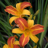 Hemerocallis 'Frans Hals' - Taglilie