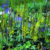 Ligularia przewalskii - Kreuzkraut