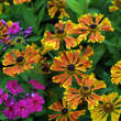 Helenium 'Waltraut': Bild 7/8